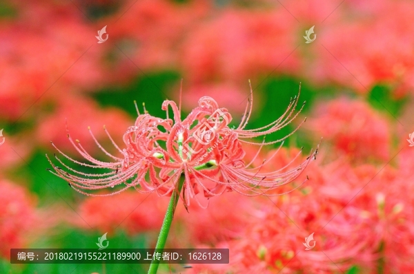 彼岸花