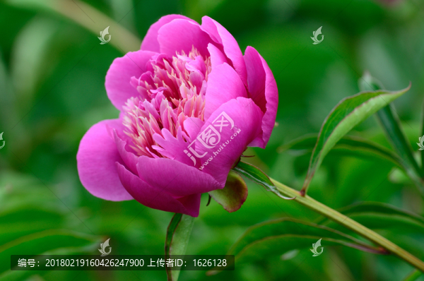 芍藥