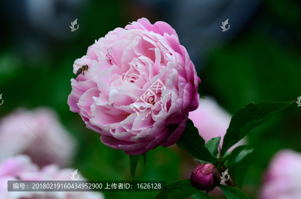 芍藥