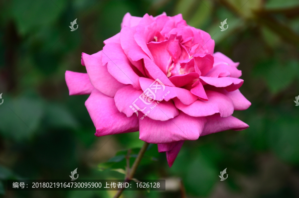 月季