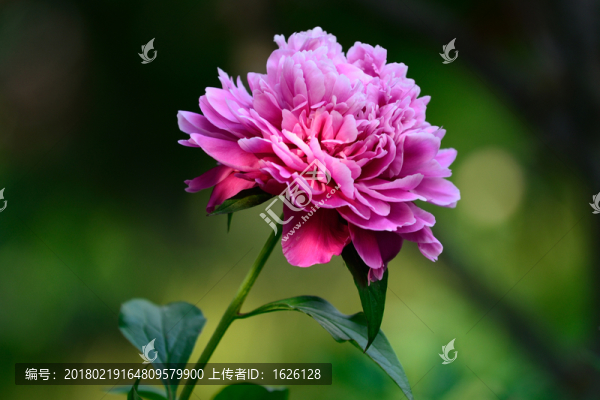 芍藥