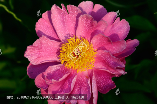 月季