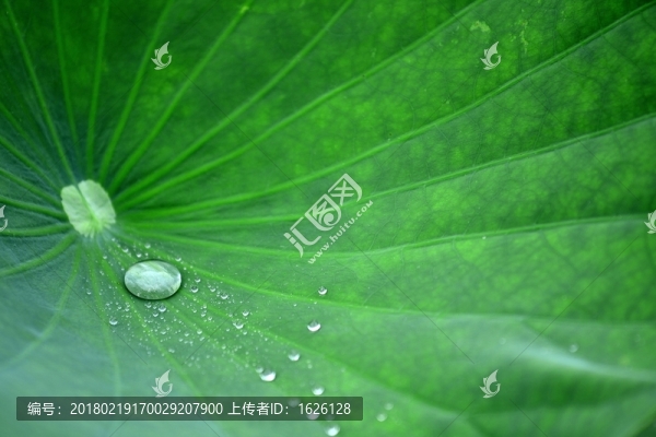 荷葉和露珠