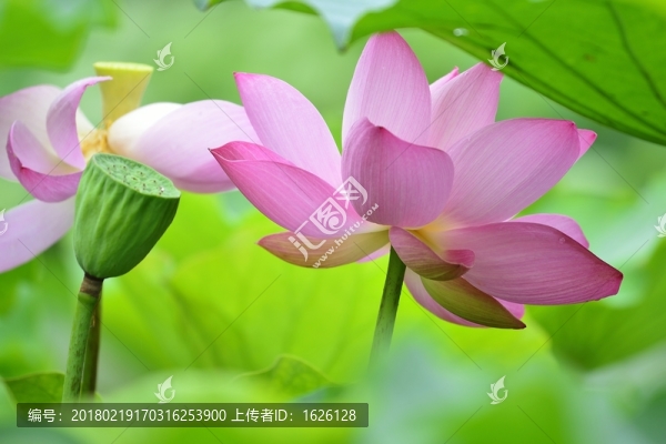 荷花