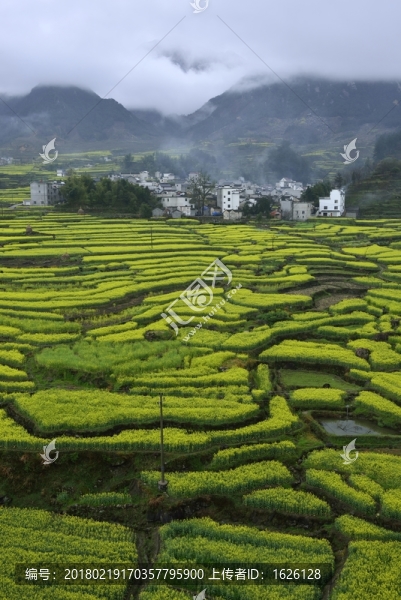 安徽皖南家朋梯田油菜花