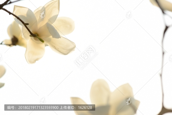 白玉蘭