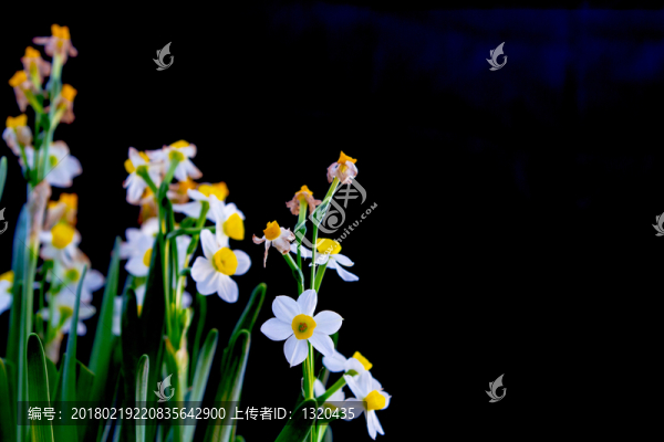 水仙花
