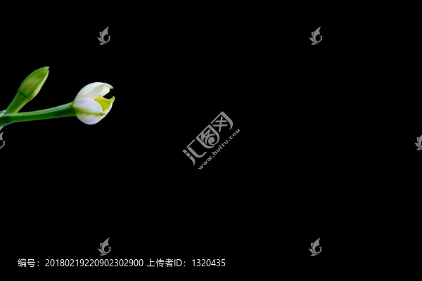 水仙花