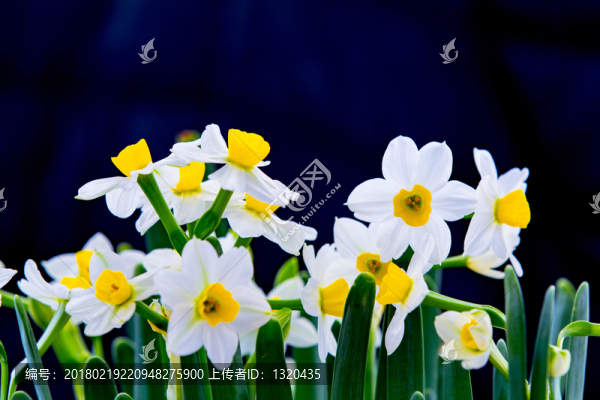 水仙花