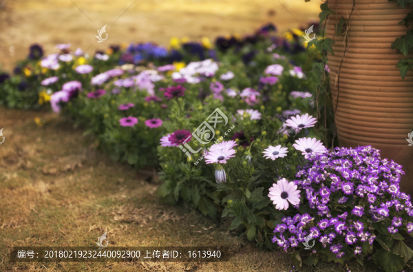 非洲雛菊