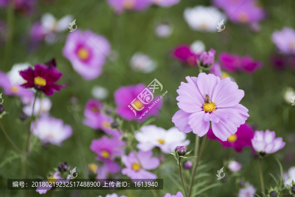 波絲菊