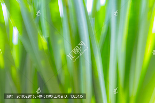 水仙莖葉