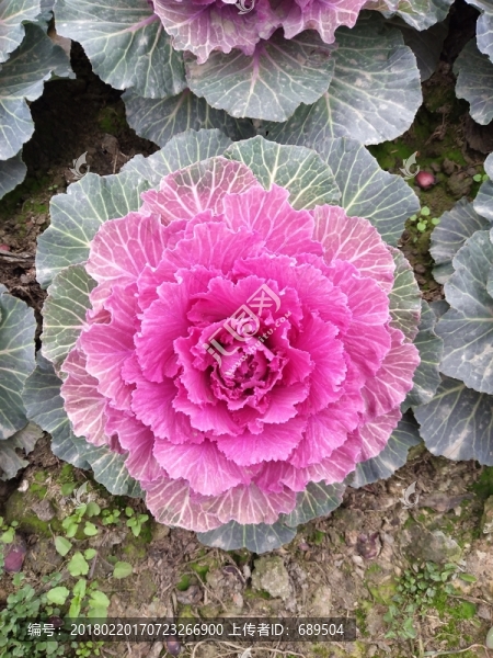 洋白菜