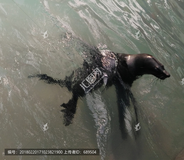 海獅