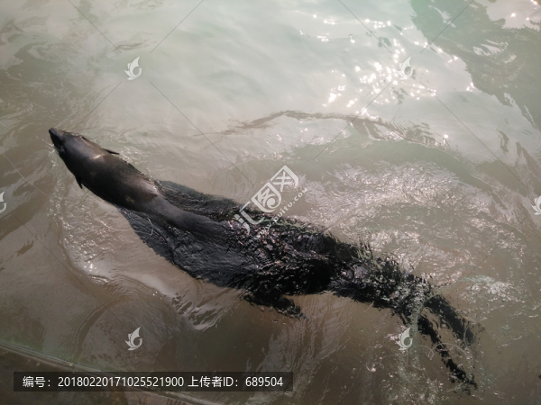 海獅