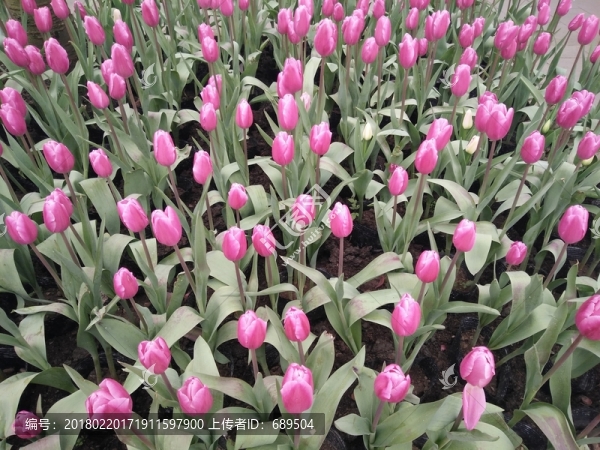 郁金香-匯圖網(wǎng) www.fosd68.com 郁金香