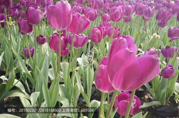 郁金香