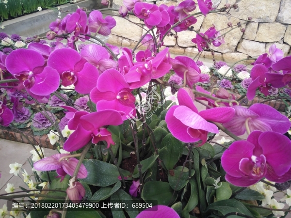 蘭花