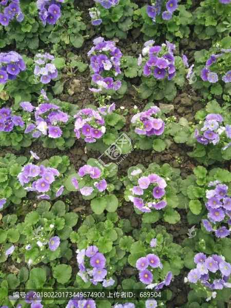 雛菊