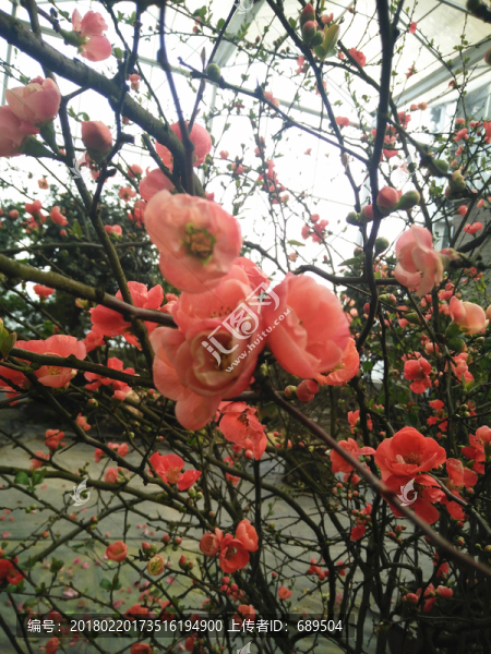 杜鵑花