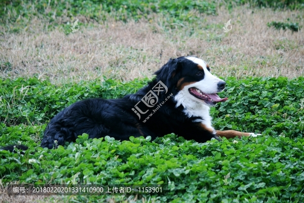 犬
