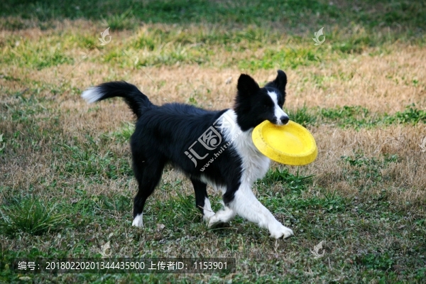 犬