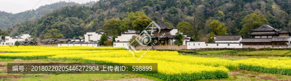 婺源原野油菜花