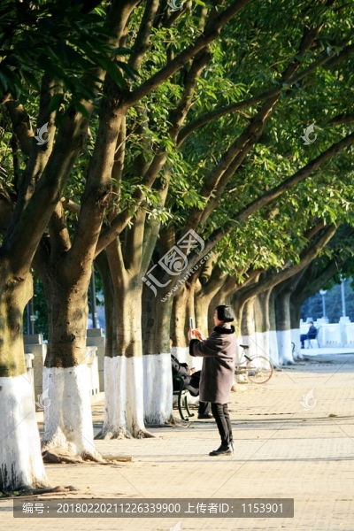林蔭道