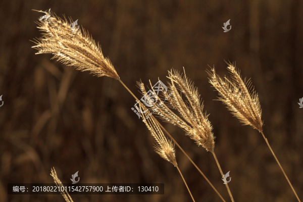 野草,干草