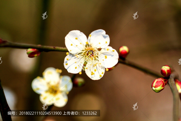 春梅