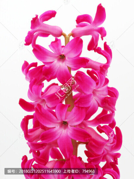 風(fēng)信子