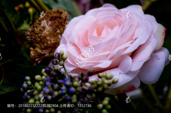 山茶花