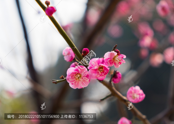 一枝梅花