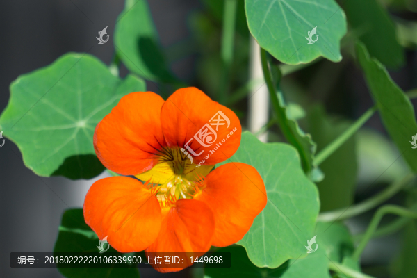 旱蓮