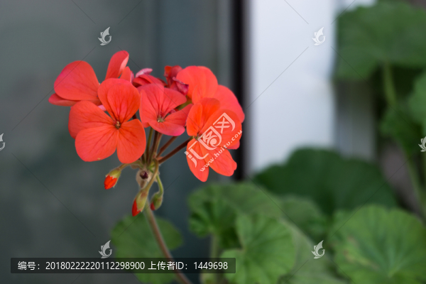 天竺葵