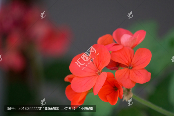 天竺葵