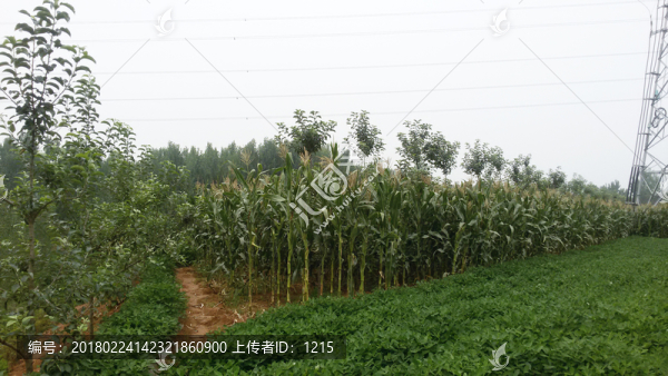 花生玉米地
