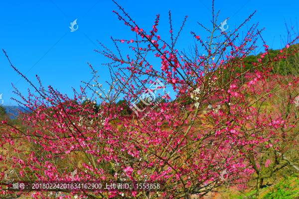 奉化新建梅花