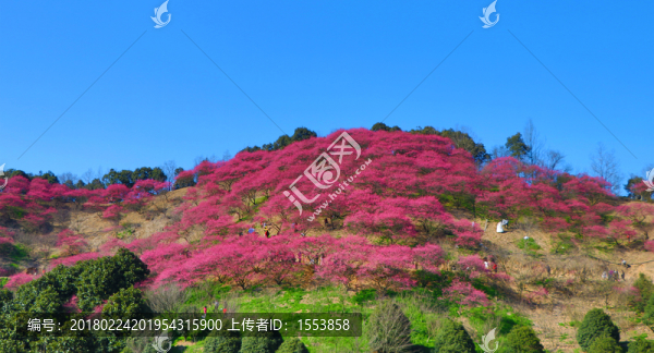 奉化新建梅花