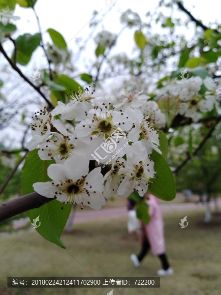 回頭看,梨花已落千山,梨花開