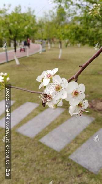 回頭看,梨花已落千山,梨花開