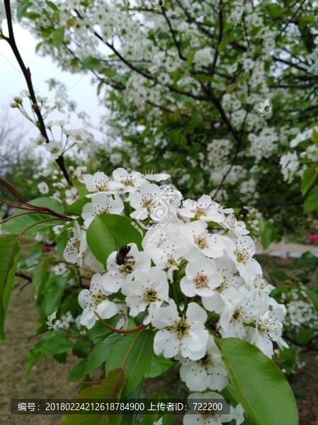 回頭看,梨花已落千山