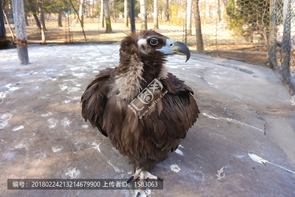 禿鷲,老鷹