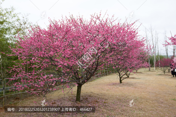 梅花