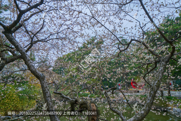 梅花樹