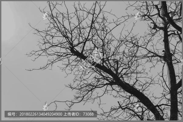黑白樹枝