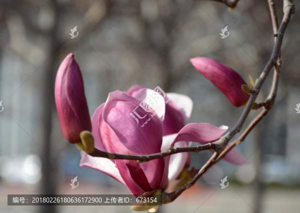 玉蘭花