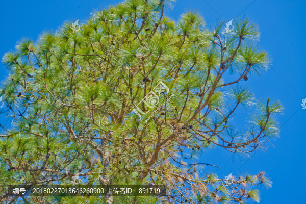 松樹(shù),風(fēng)景,森林,植物,樹(shù)木