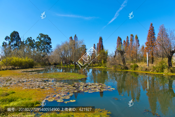 彩色濕地