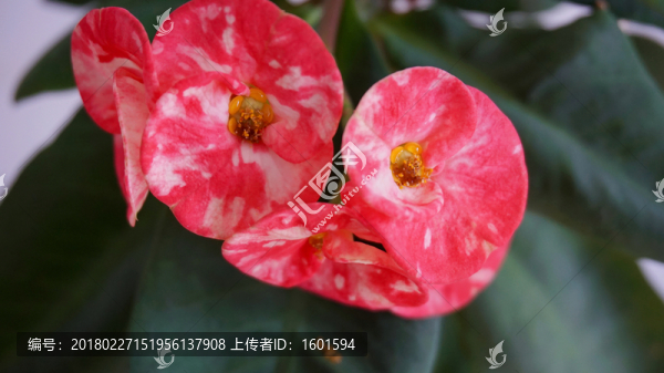 蝴蝶蘭